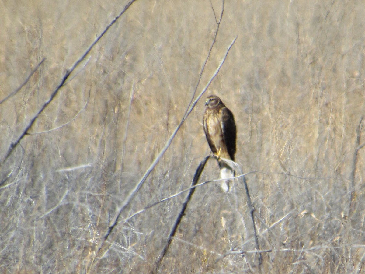 Лунь американський - ML646031350