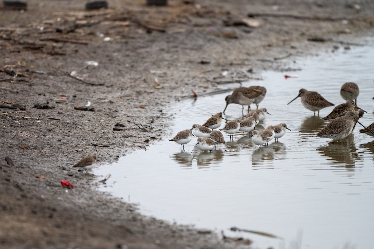 Western Sandpiper - ML646031351