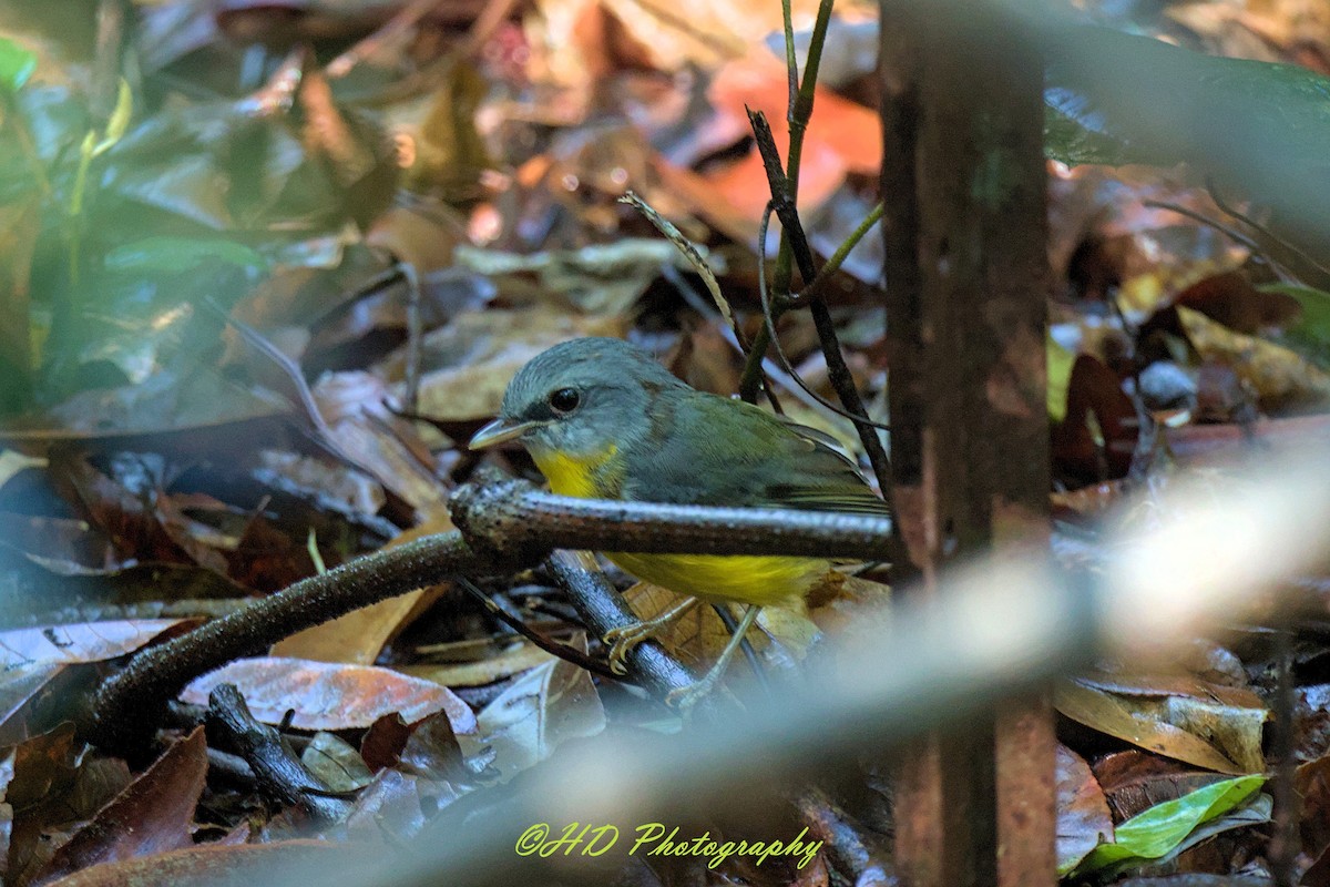 Doğulu Sarı Bülbül - ML646031352