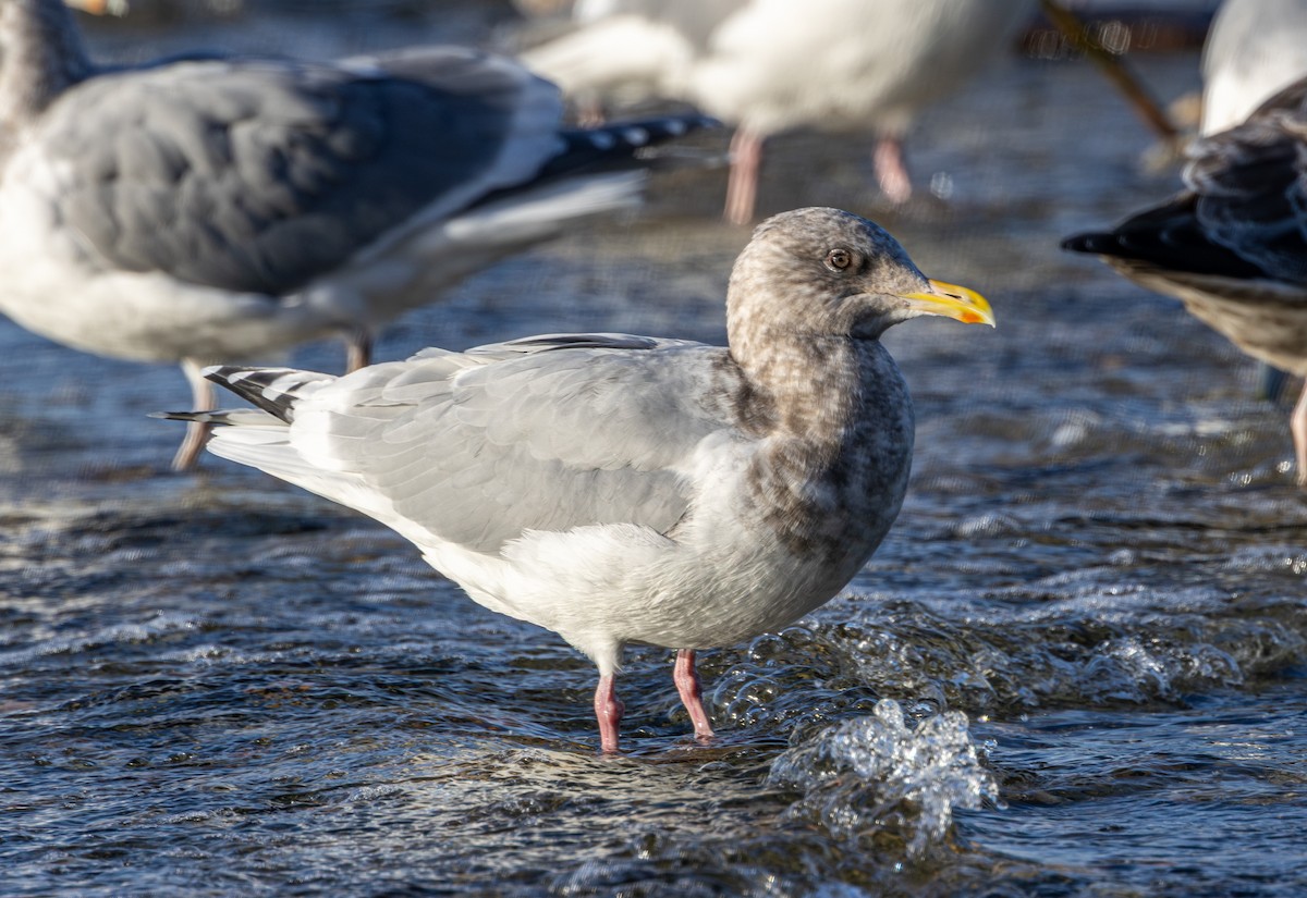 Kaio hegalzuria (thayeri) - ML646031354