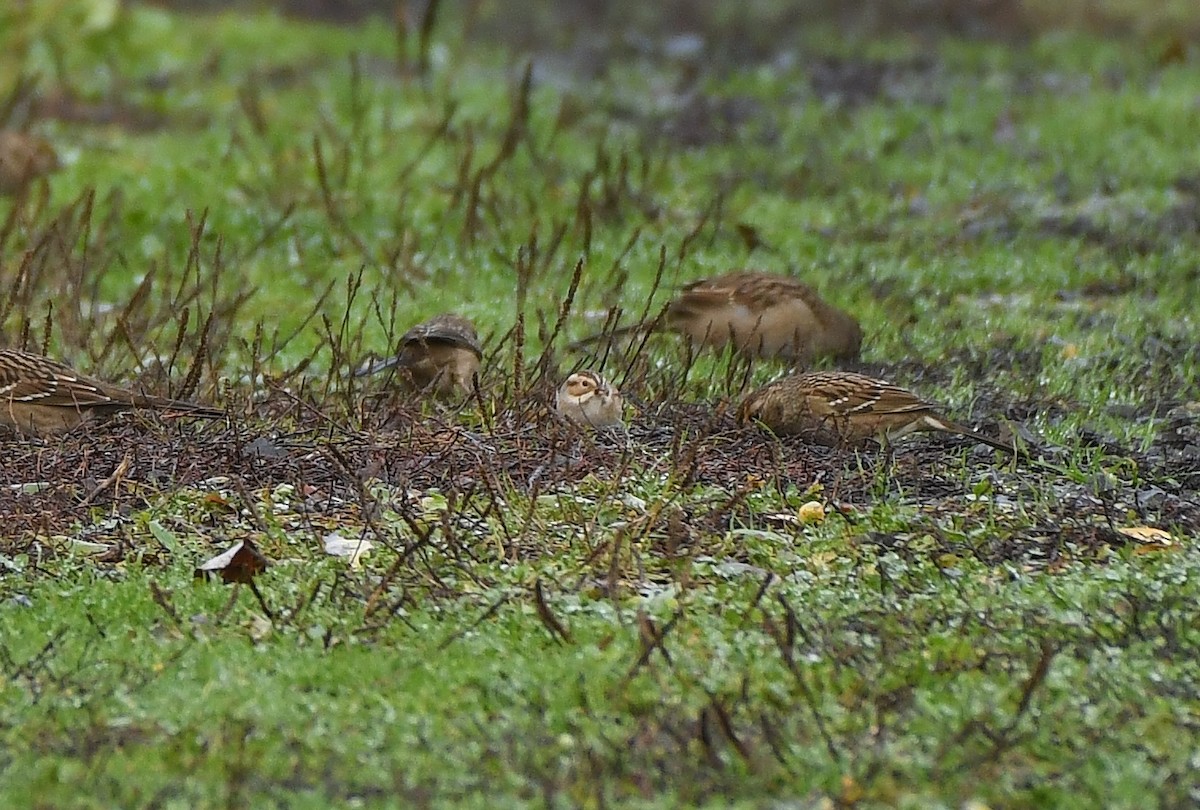 Clay-colored Sparrow - ML646031359