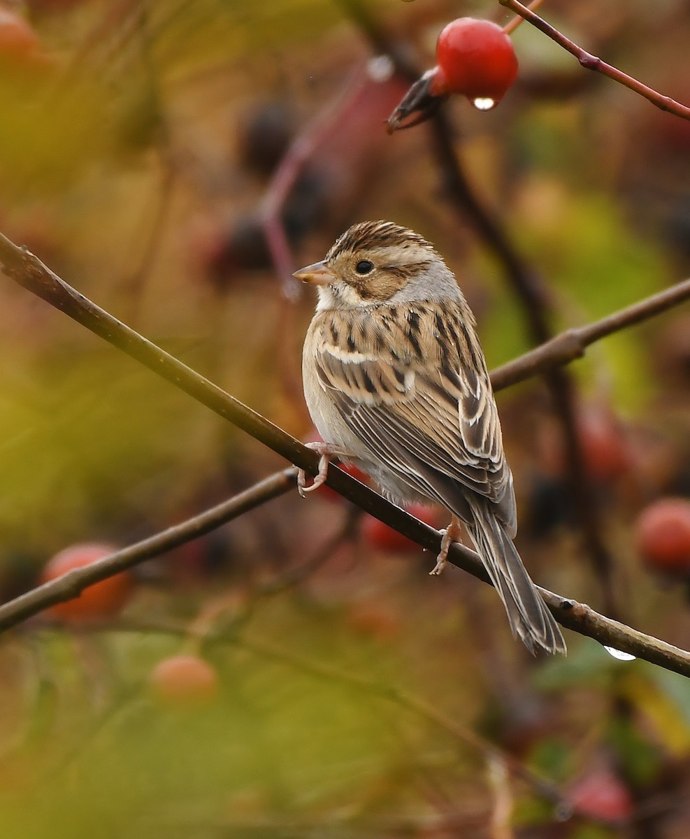 Clay-colored Sparrow - ML646031360