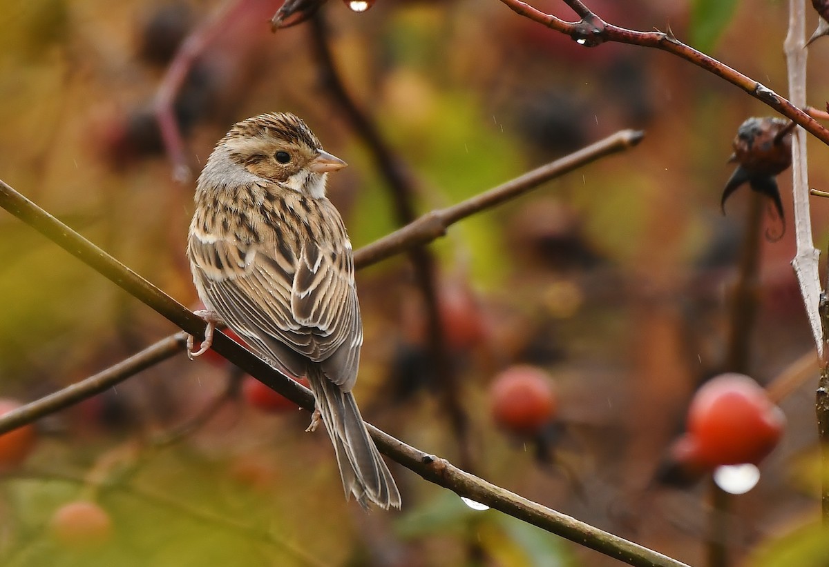 Clay-colored Sparrow - ML646031361