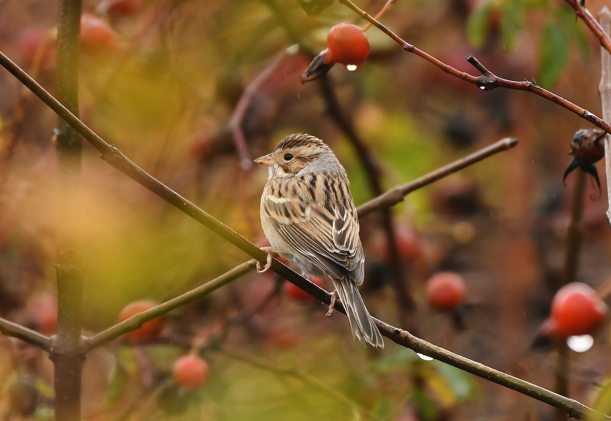 Clay-colored Sparrow - ML646031362