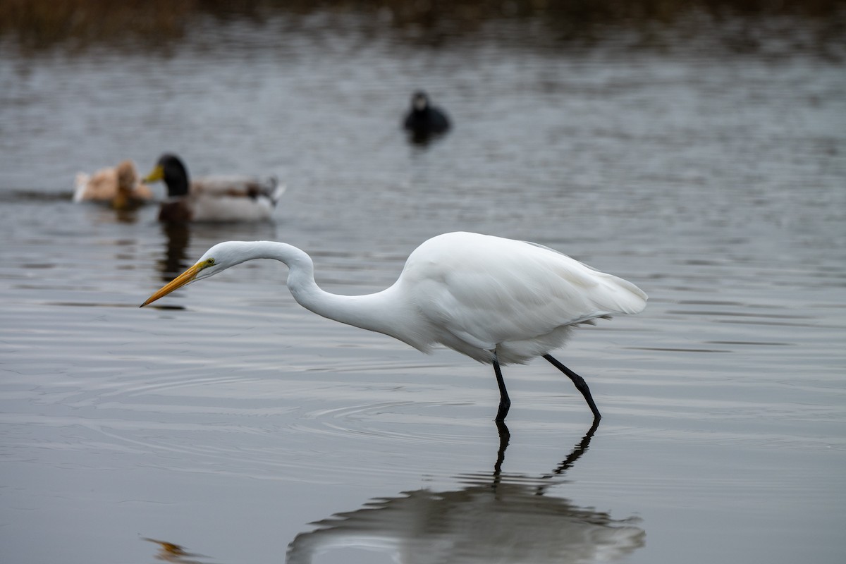 Silberreiher - ML646031365