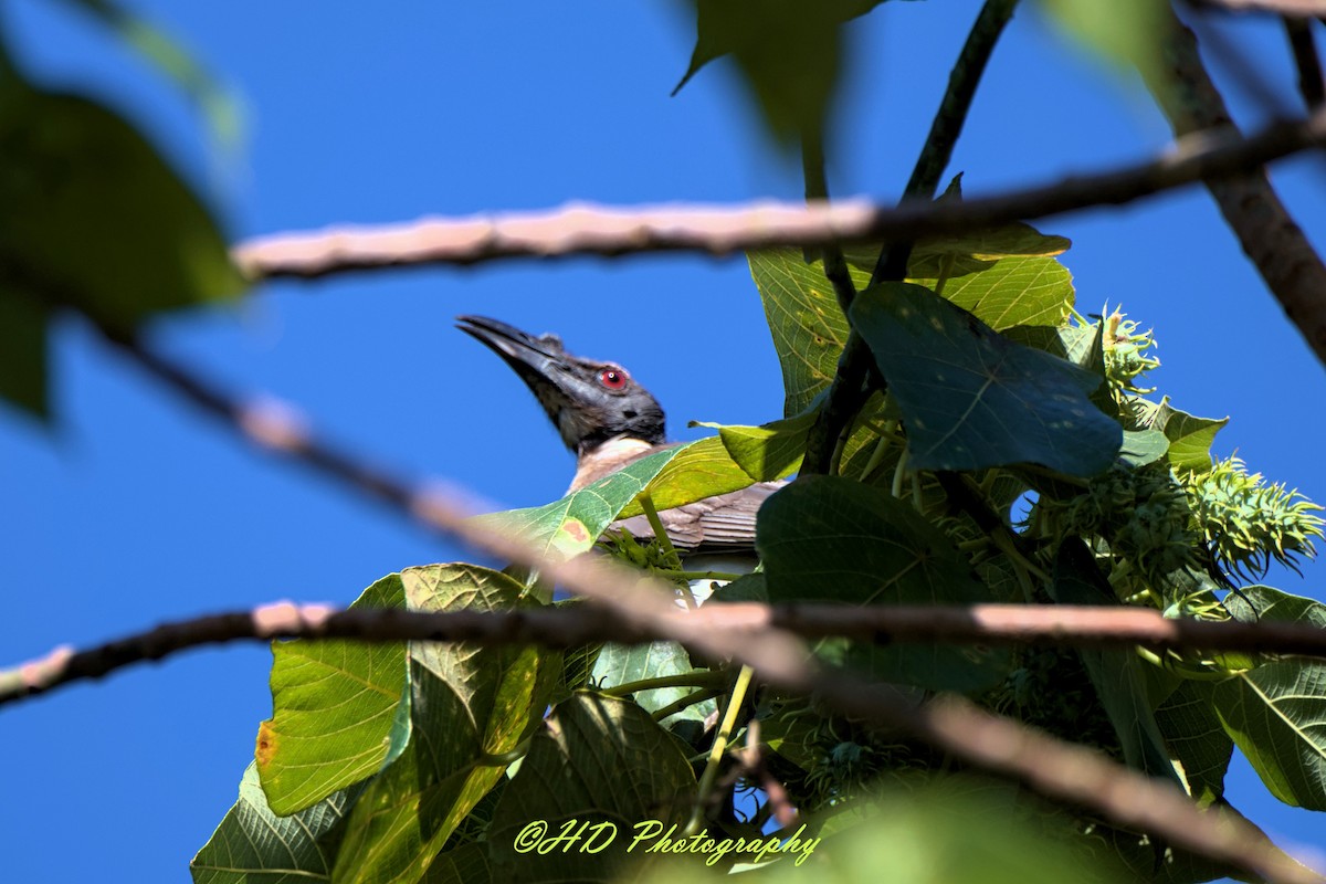 Noisy Friarbird - ML646031368