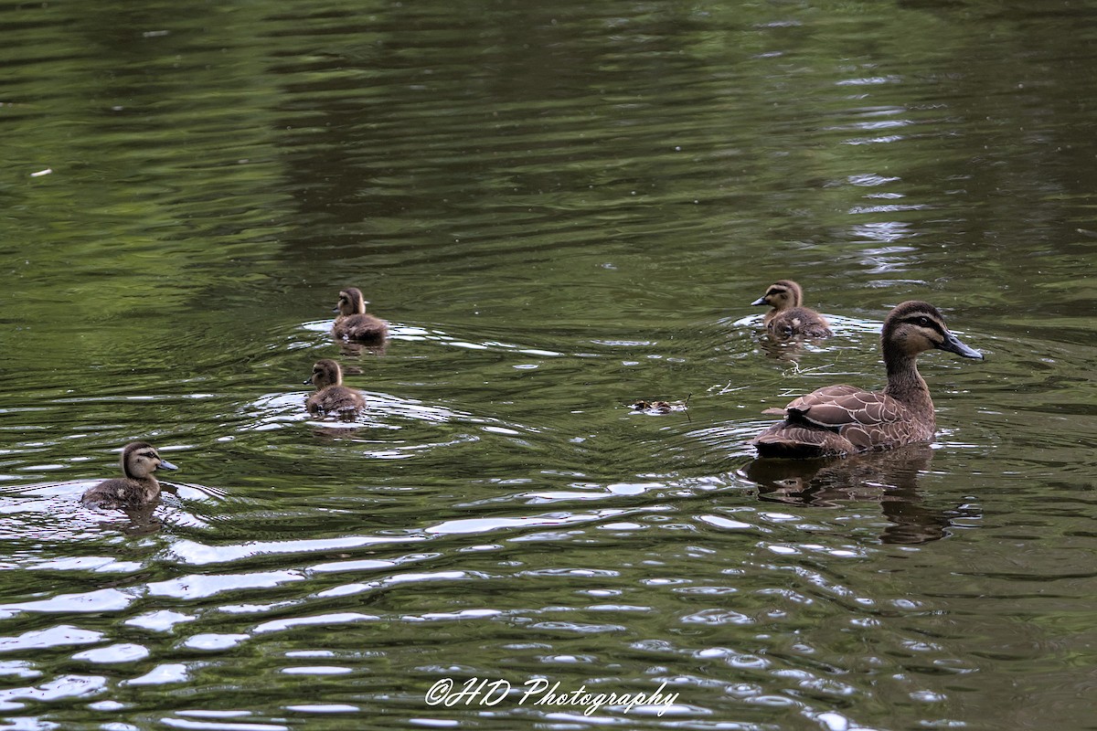 Pacific Black Duck - ML646031373