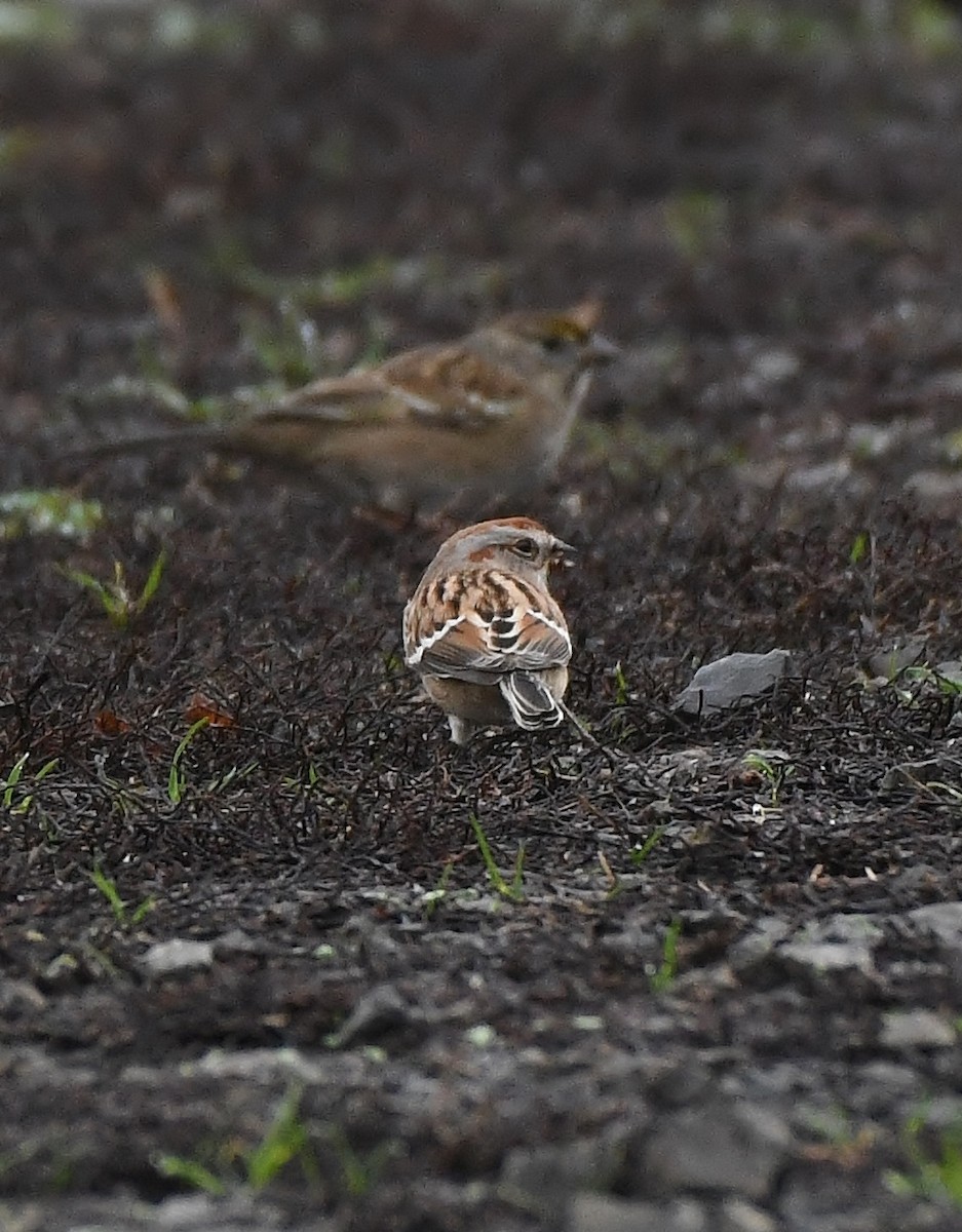 American Tree Sparrow - ML646031375