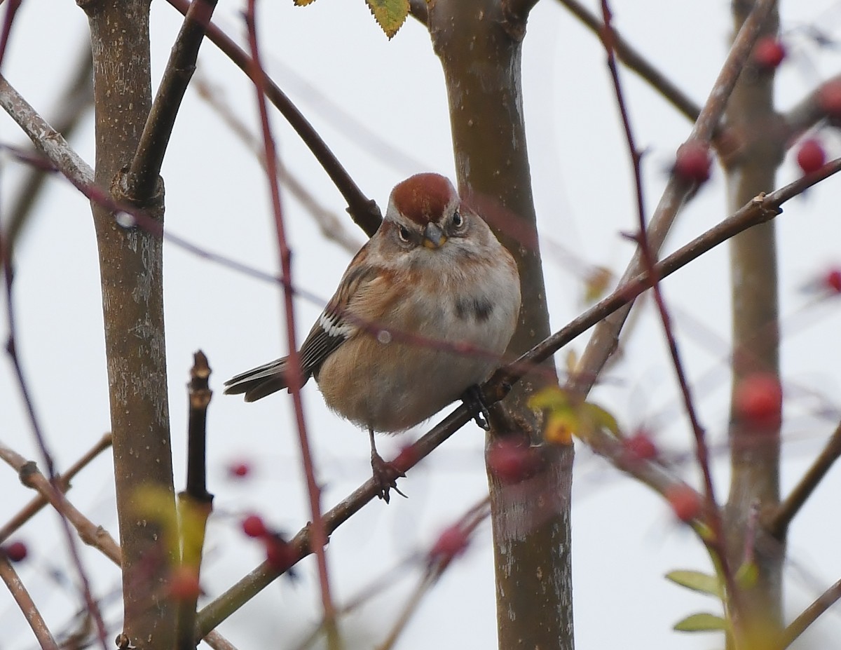American Tree Sparrow - ML646031376