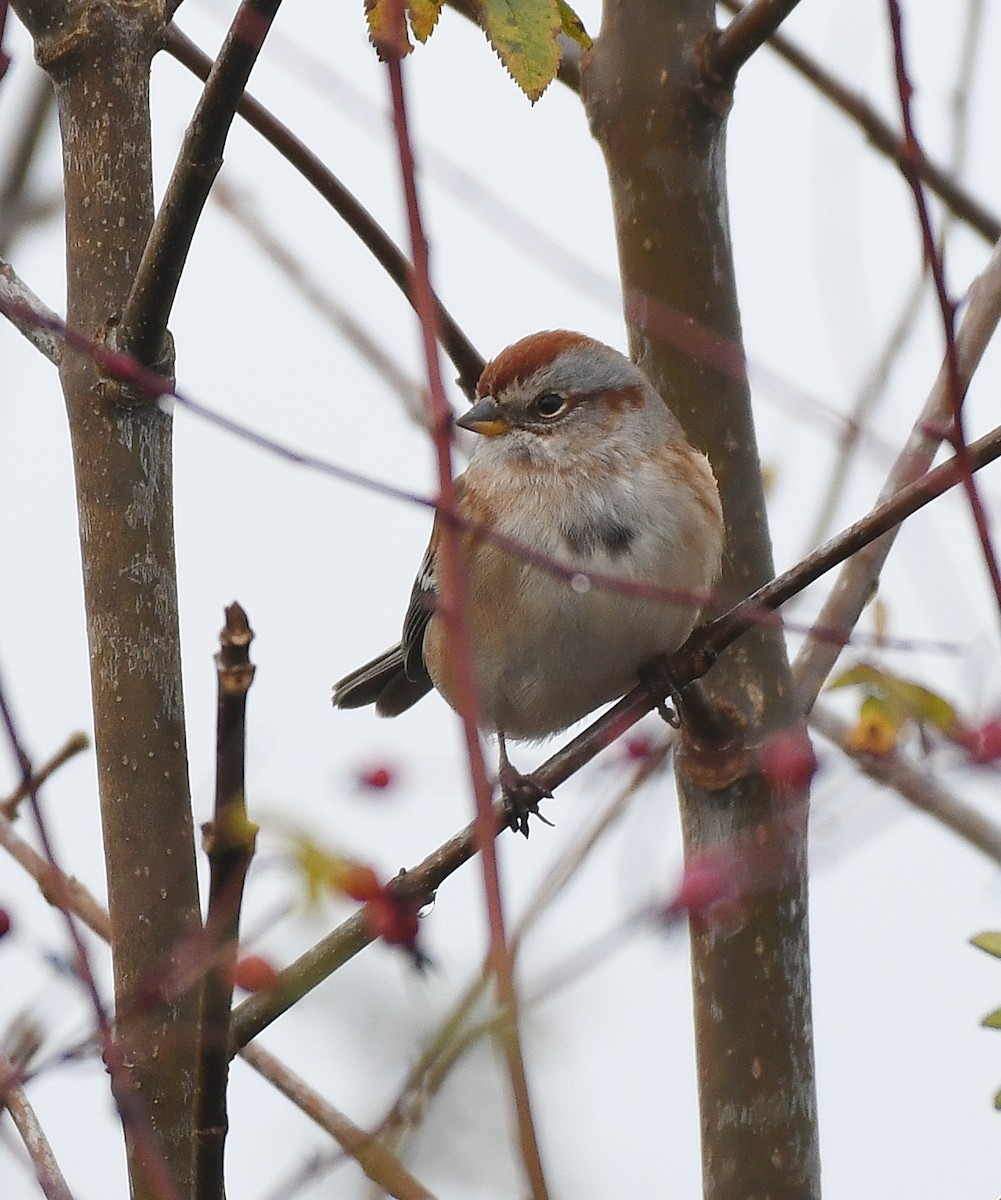 American Tree Sparrow - ML646031377