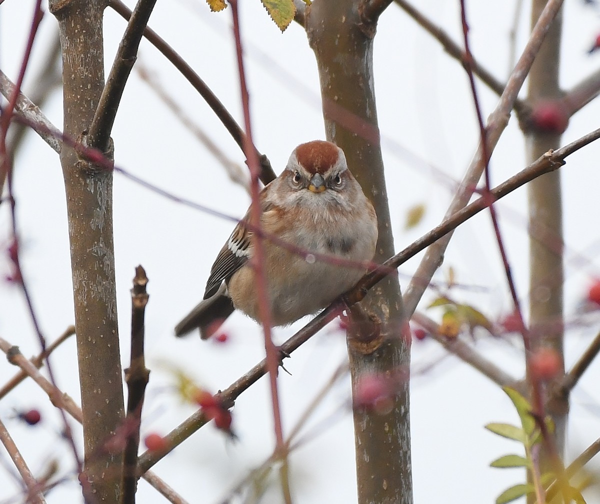 American Tree Sparrow - ML646031378