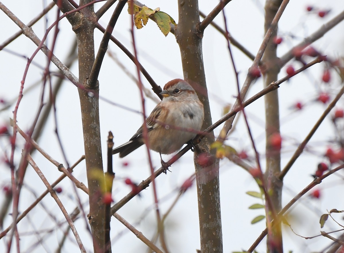 American Tree Sparrow - ML646031379
