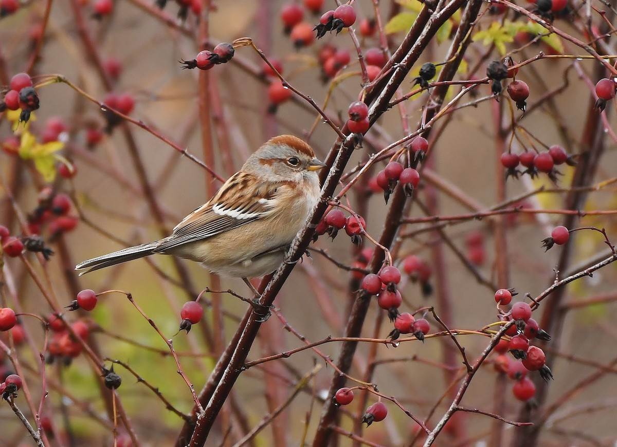 American Tree Sparrow - ML646031380