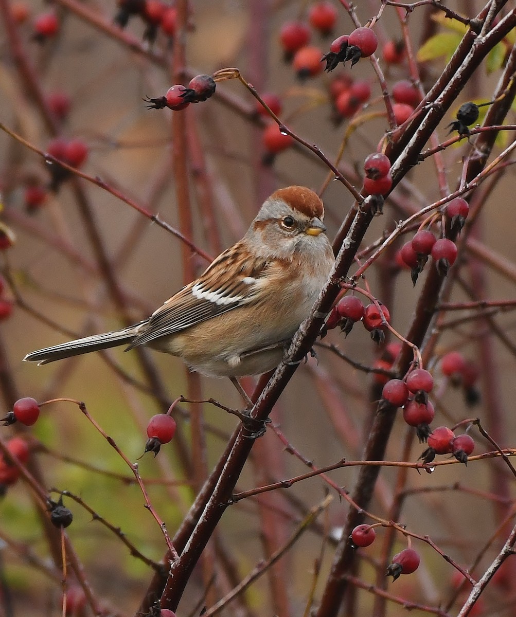 American Tree Sparrow - ML646031381