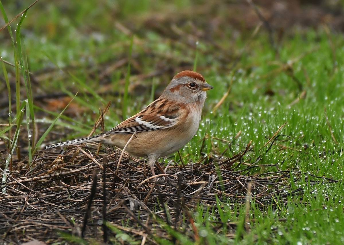 American Tree Sparrow - ML646031382