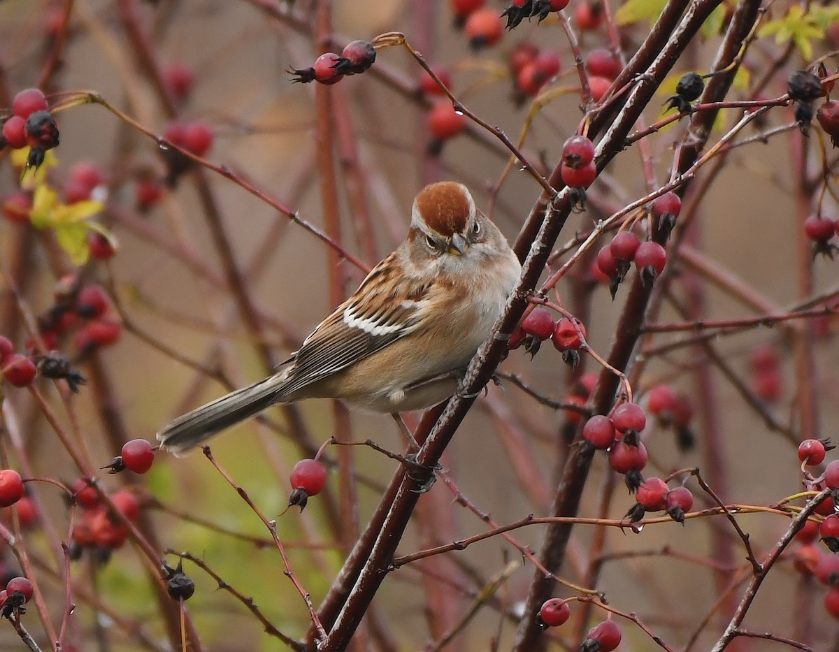 American Tree Sparrow - ML646031383