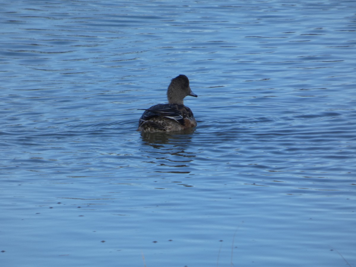 hvízdák americký - ML646031386