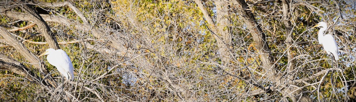 Silberreiher - ML646031388