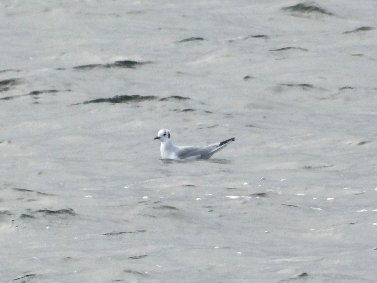Bonaparte's Gull - ML646031390