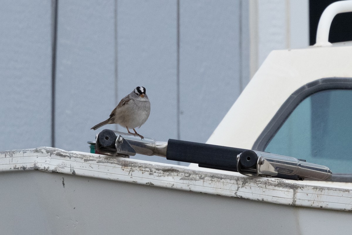 White-crowned Sparrow - ML646031392