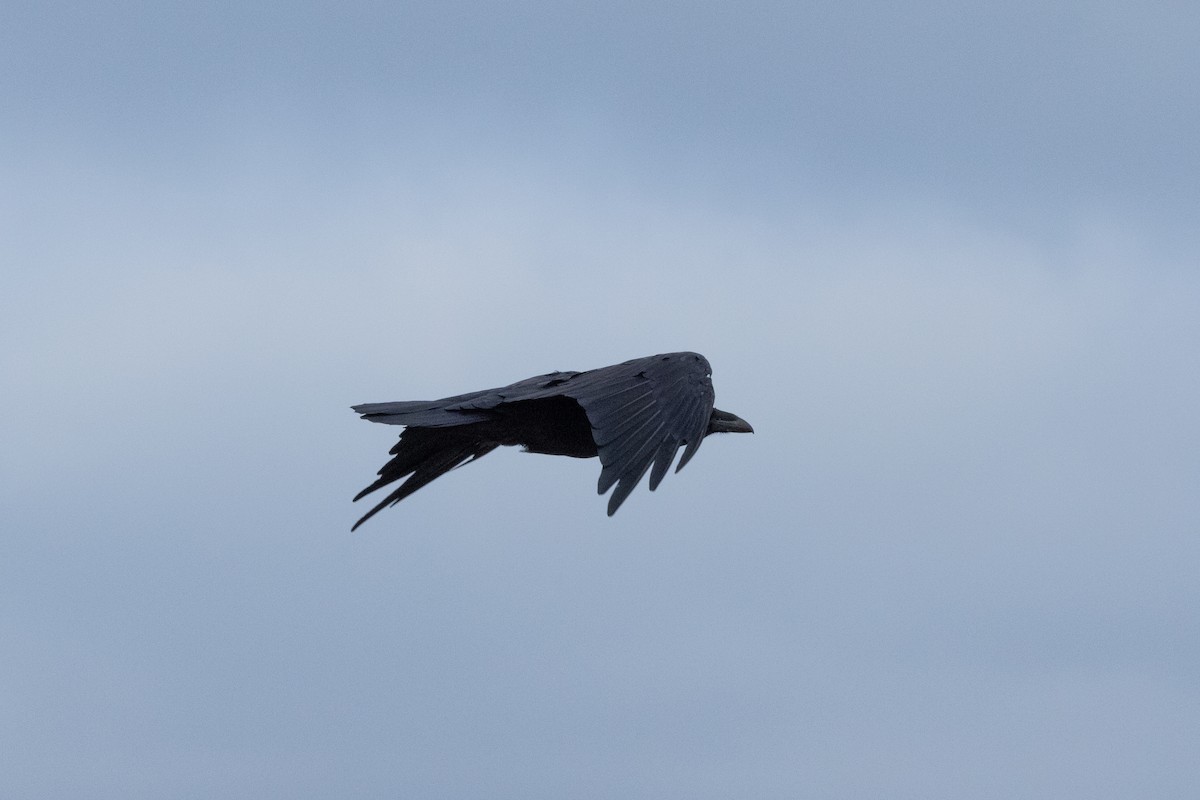 Common Raven - ML646031393