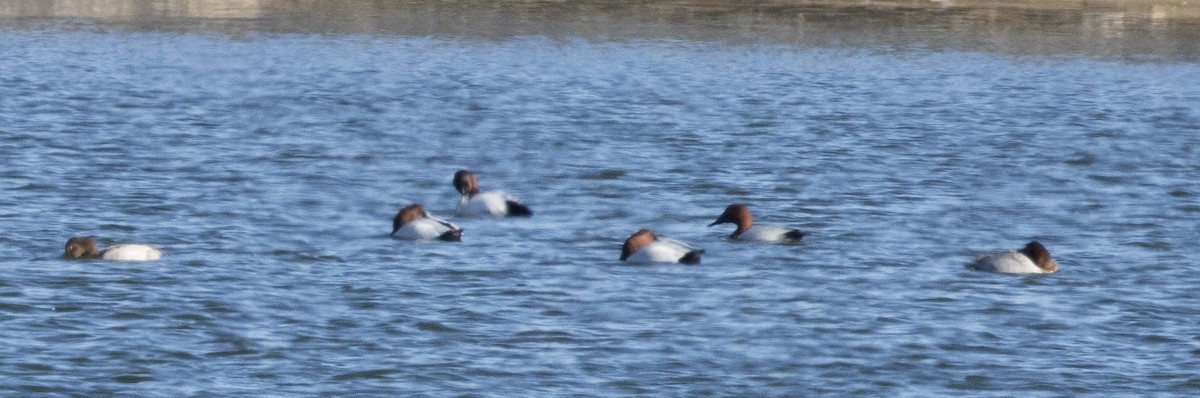 Büyük Elmabaş - ML646031395