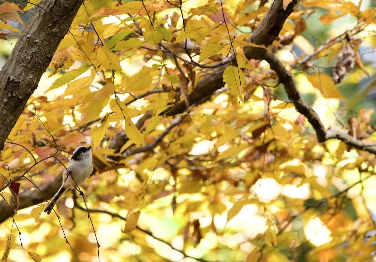 Long-tailed Tit - ML646031396