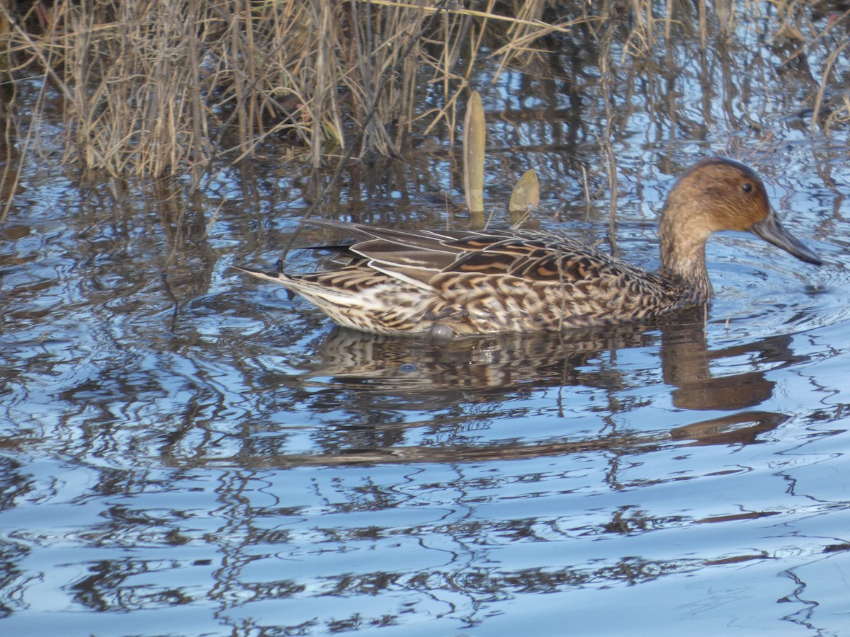 Northern Pintail - ML646031397