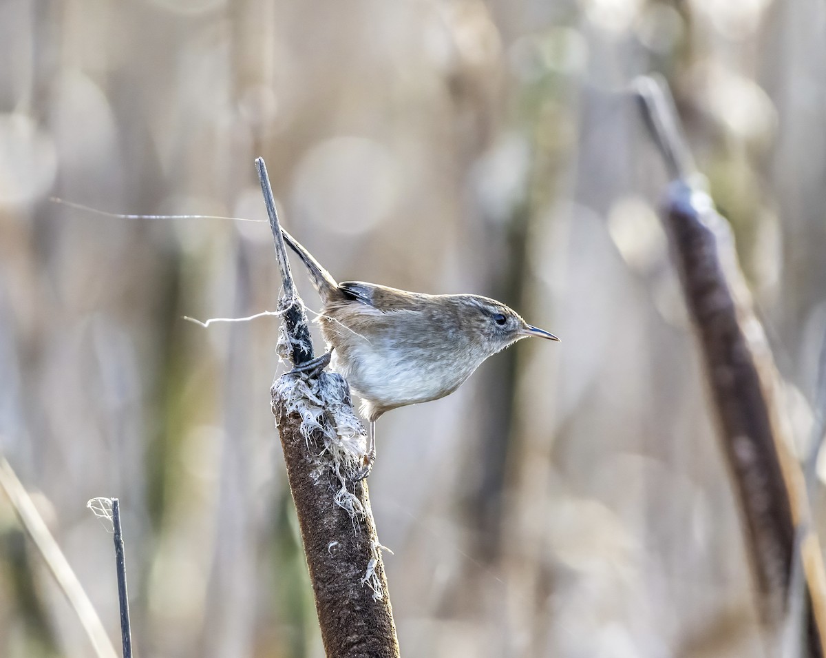 Marsh Wren - ML646031398