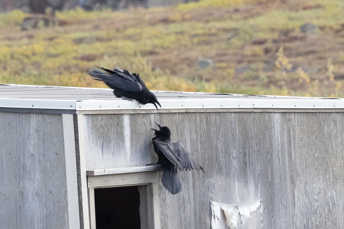 Common Raven - ML646031399