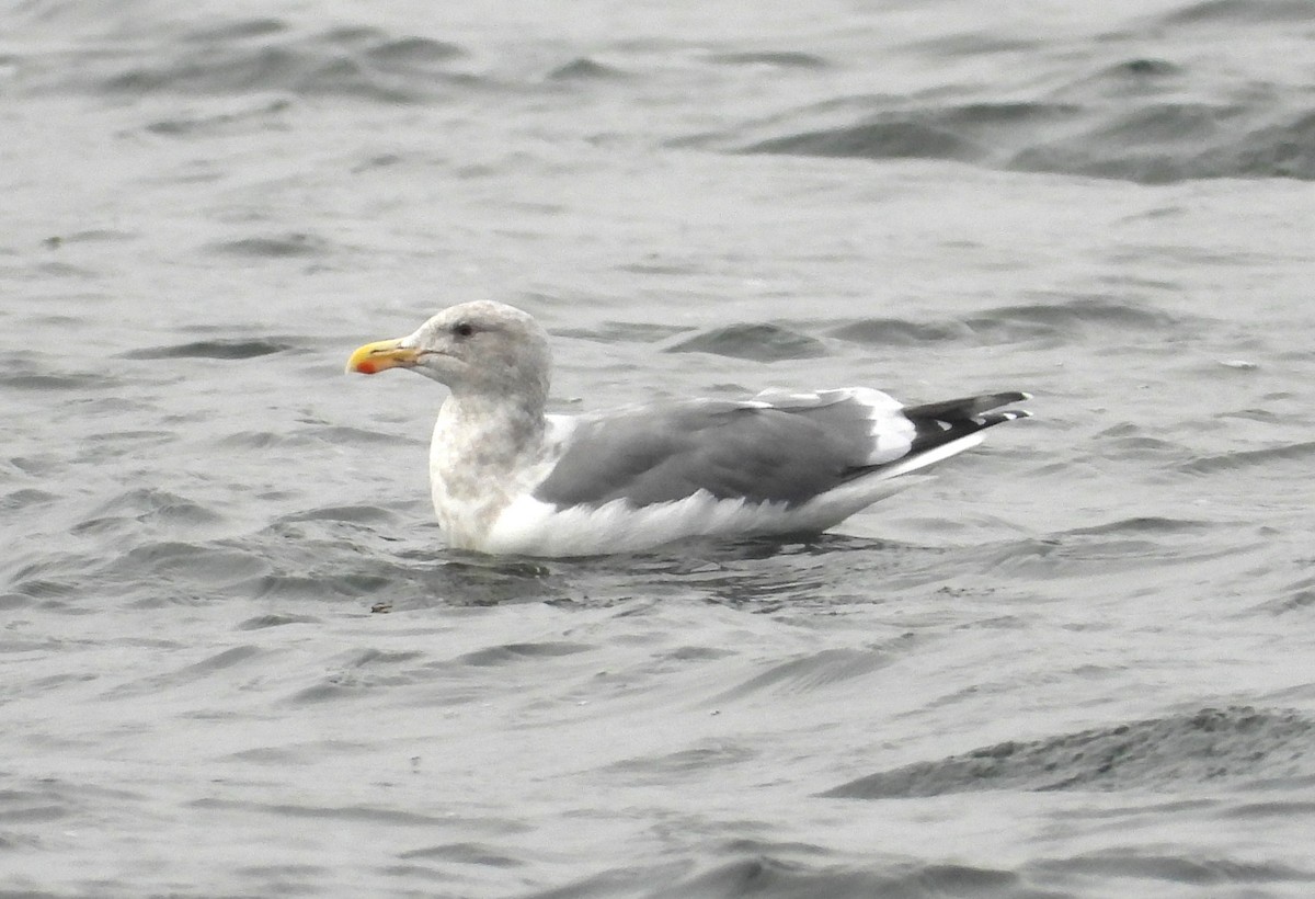 Western x Glaucous-winged Gull (hybrid) - ML646031400
