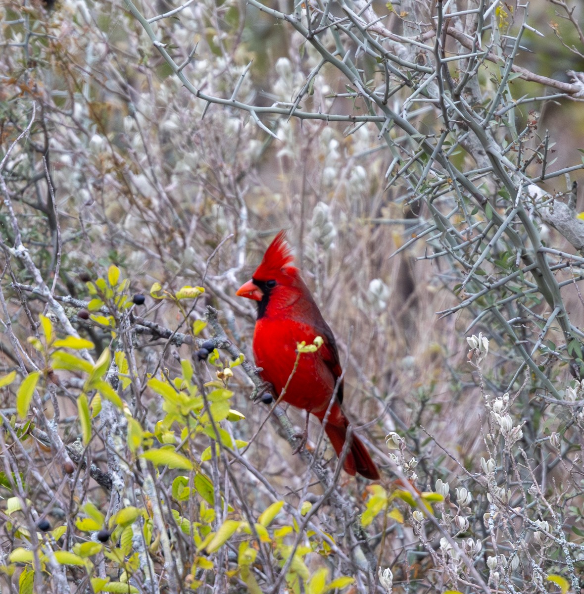 Northern Cardinal - ML646031401