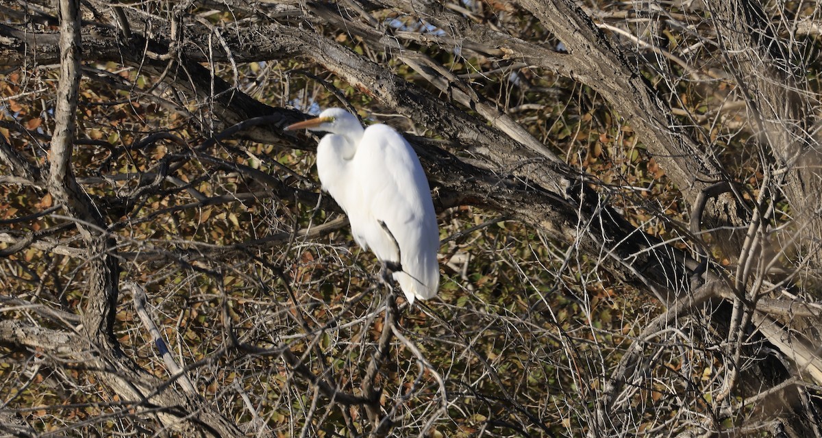 Great Egret - ML646031402