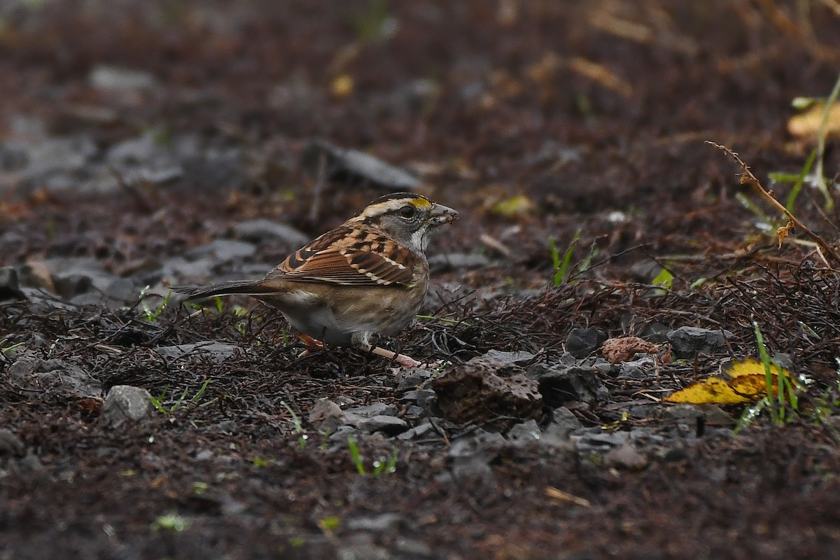 White-throated Sparrow - ML646031403