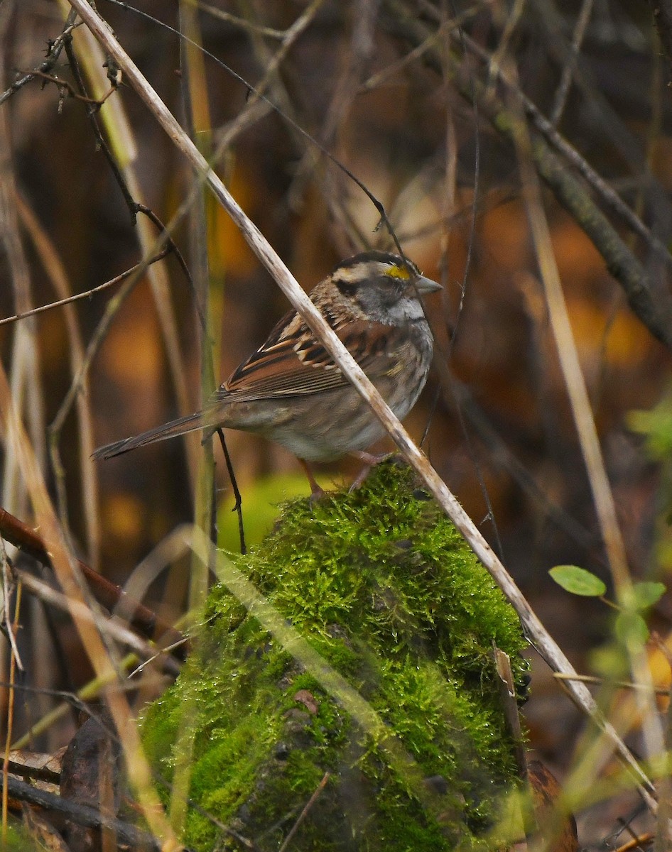 White-throated Sparrow - ML646031404