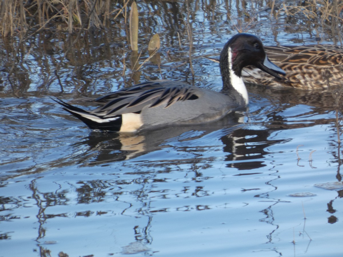 Northern Pintail - ML646031405