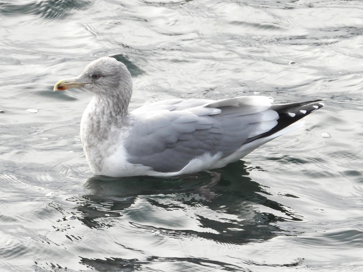American Herring x Glaucous-winged Gull (hybrid) - ML646031410