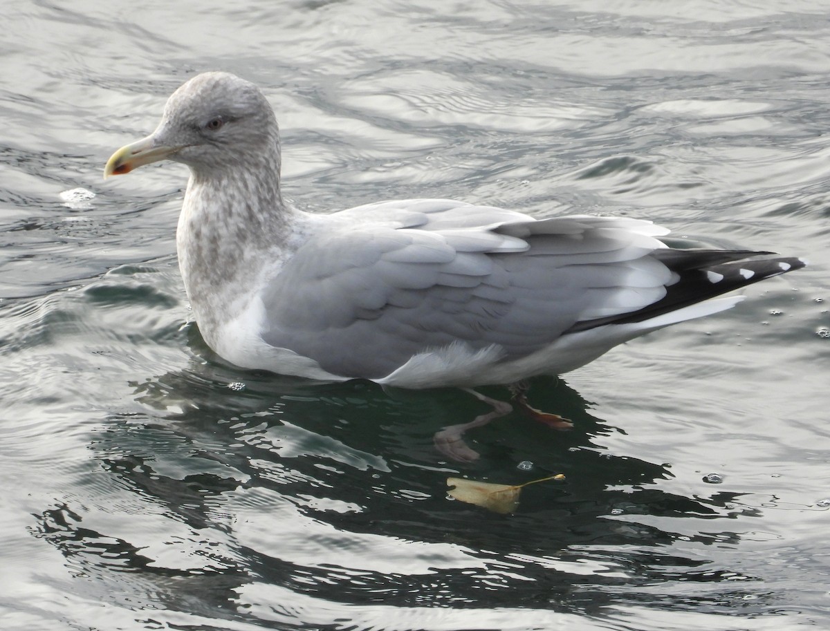 American Herring x Glaucous-winged Gull (hybrid) - ML646031411