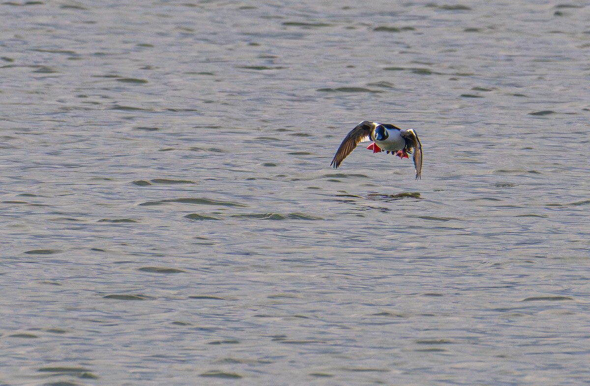 Bufflehead - ML646031412