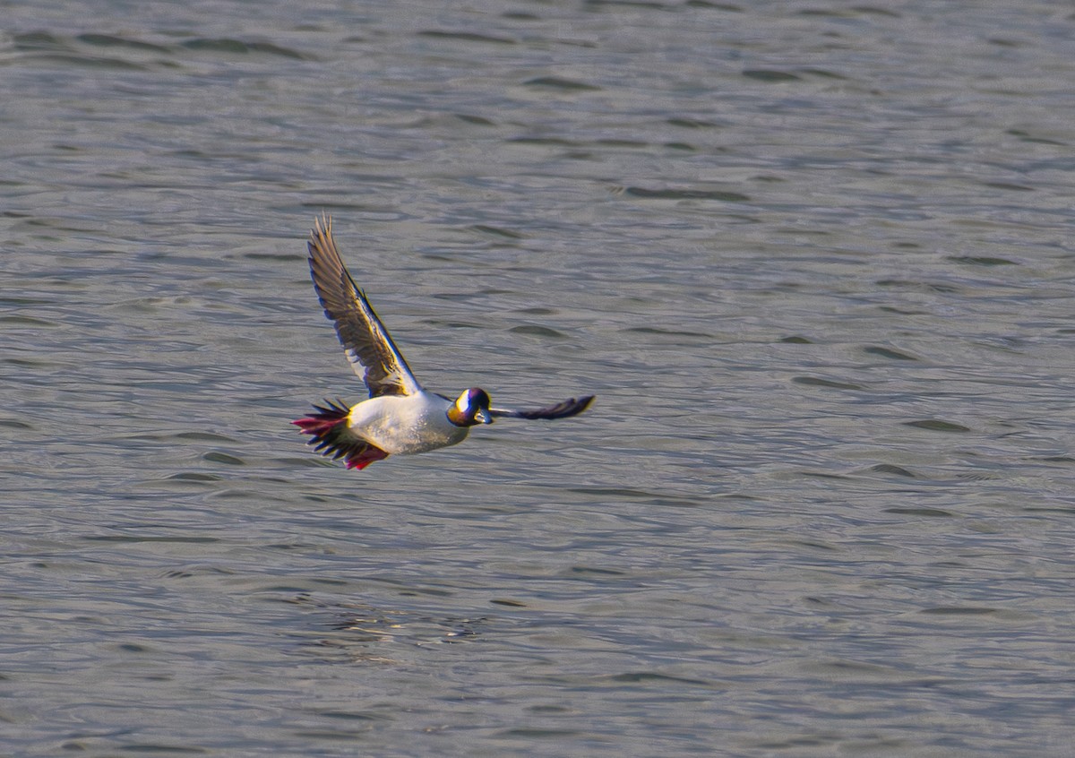 Bufflehead - ML646031413