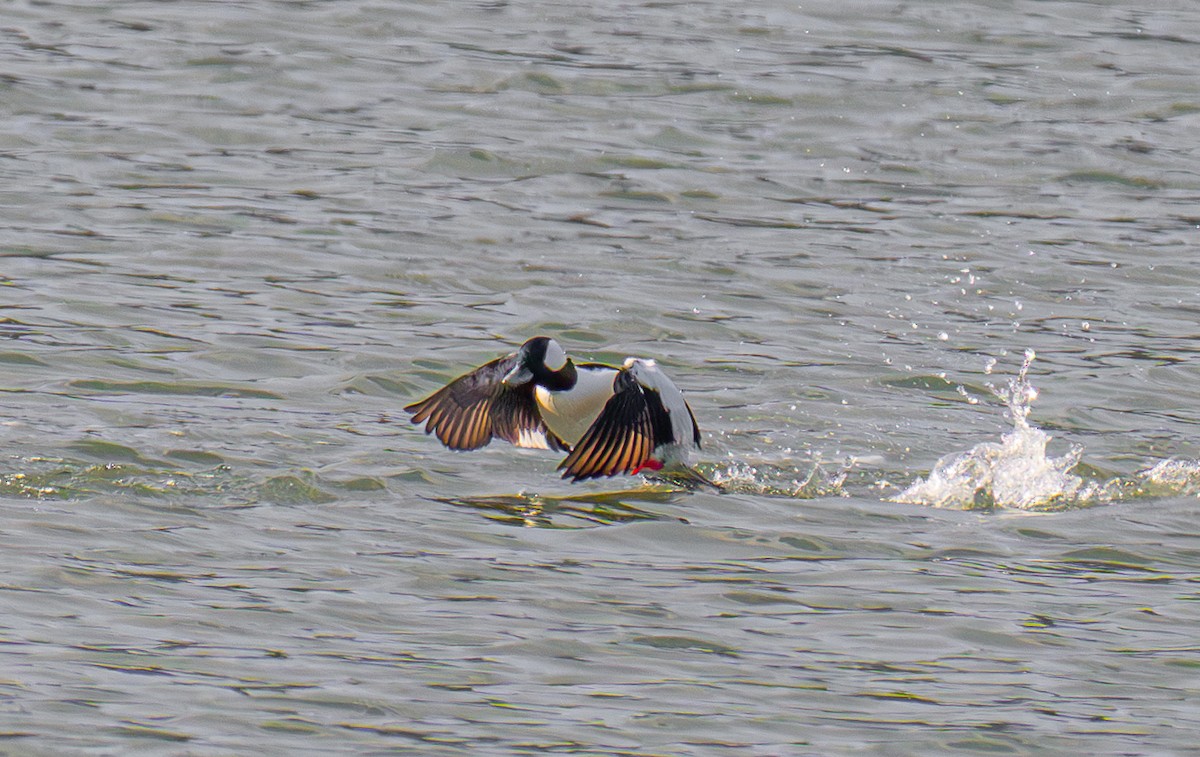 Bufflehead - ML646031414