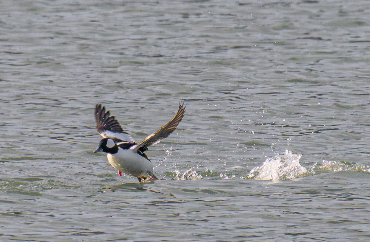 Bufflehead - ML646031415