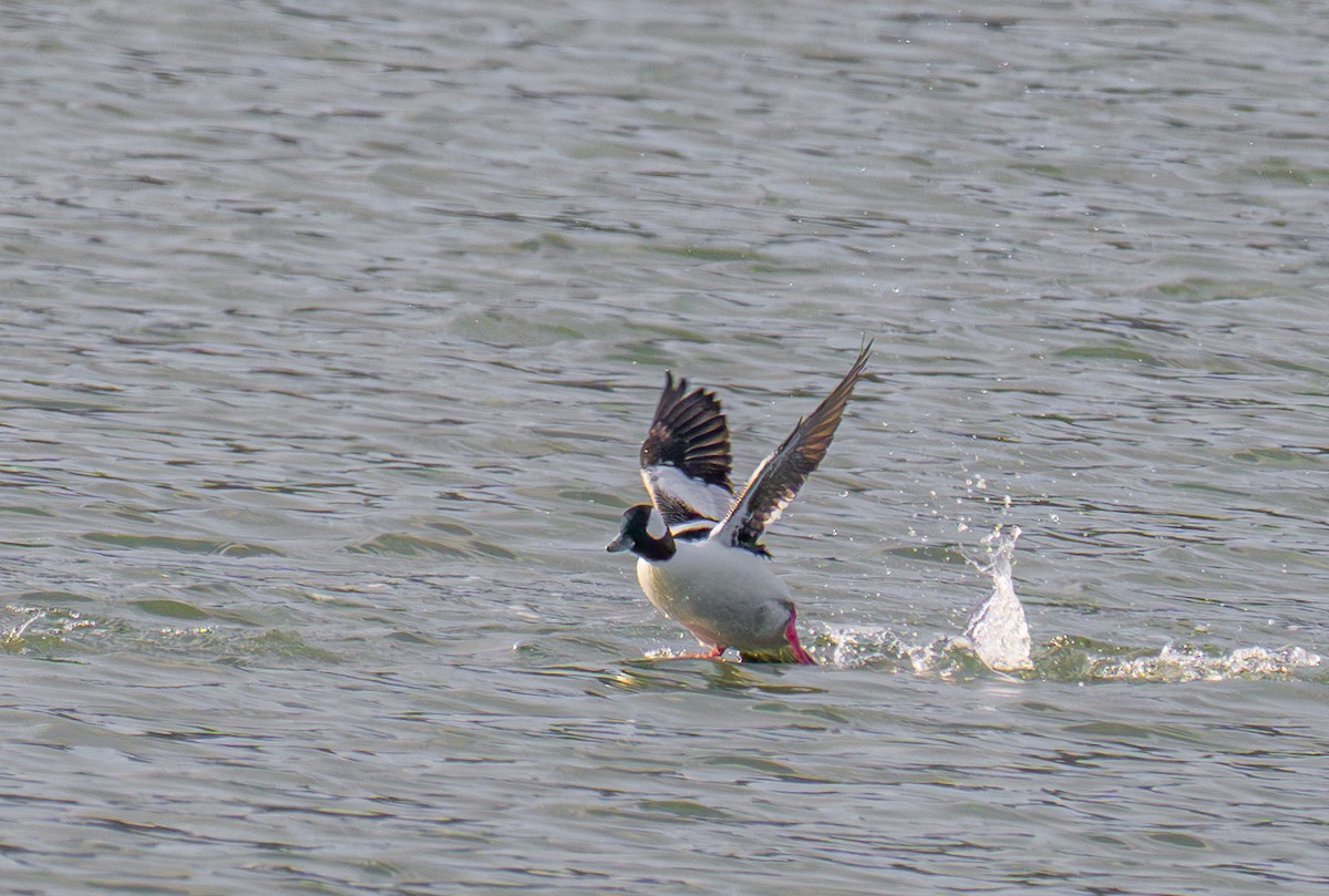 Bufflehead - ML646031416