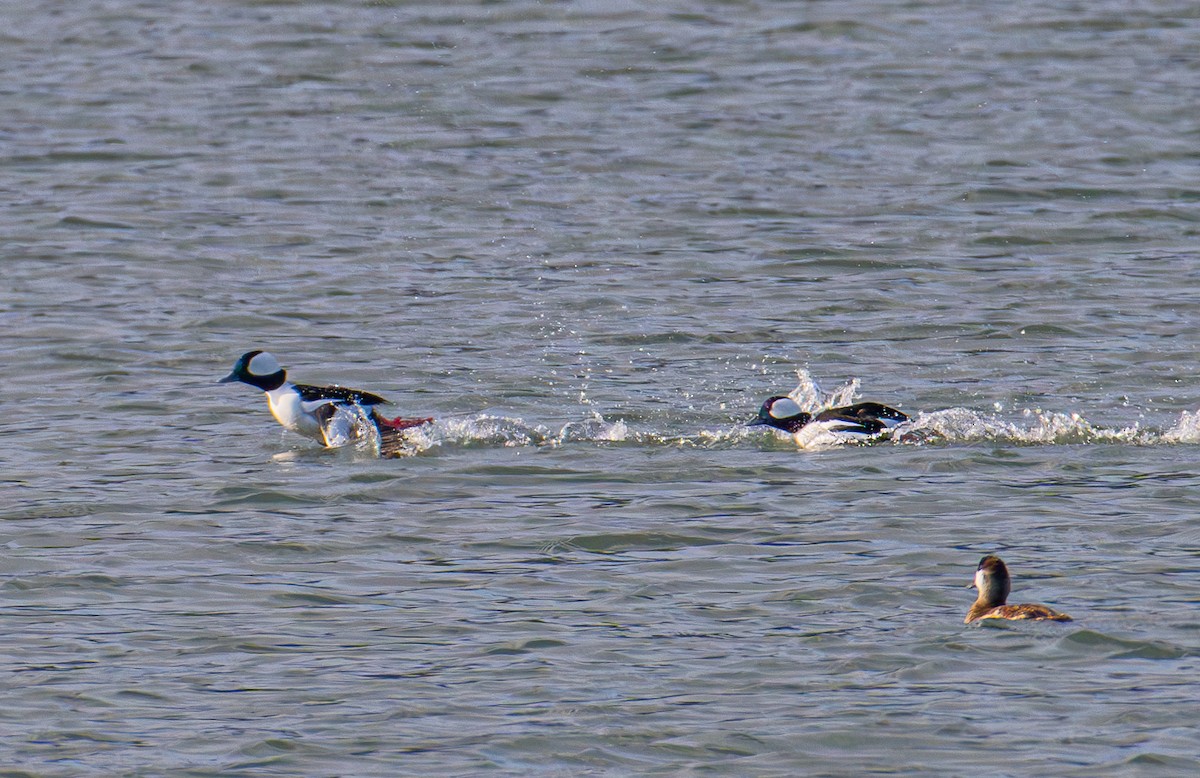 Bufflehead - ML646031417