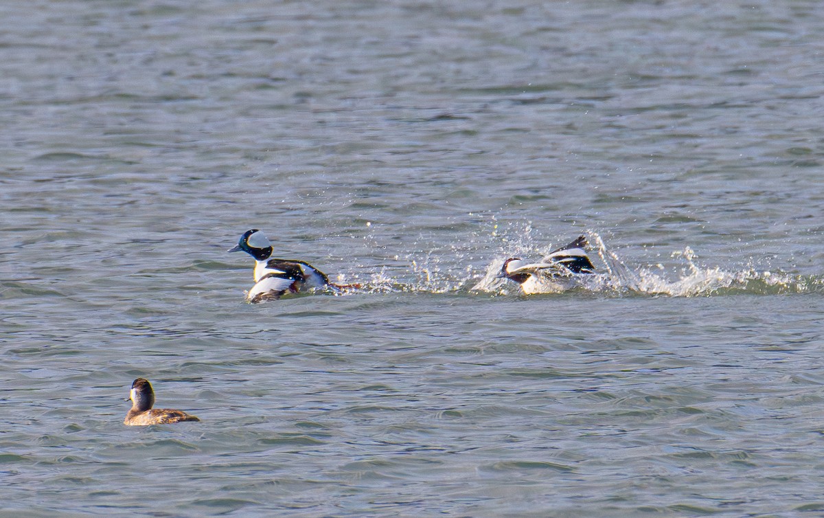 Bufflehead - ML646031418