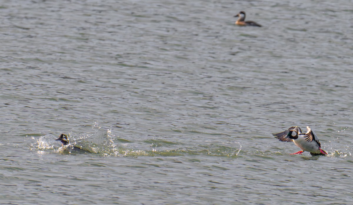 Bufflehead - ML646031419