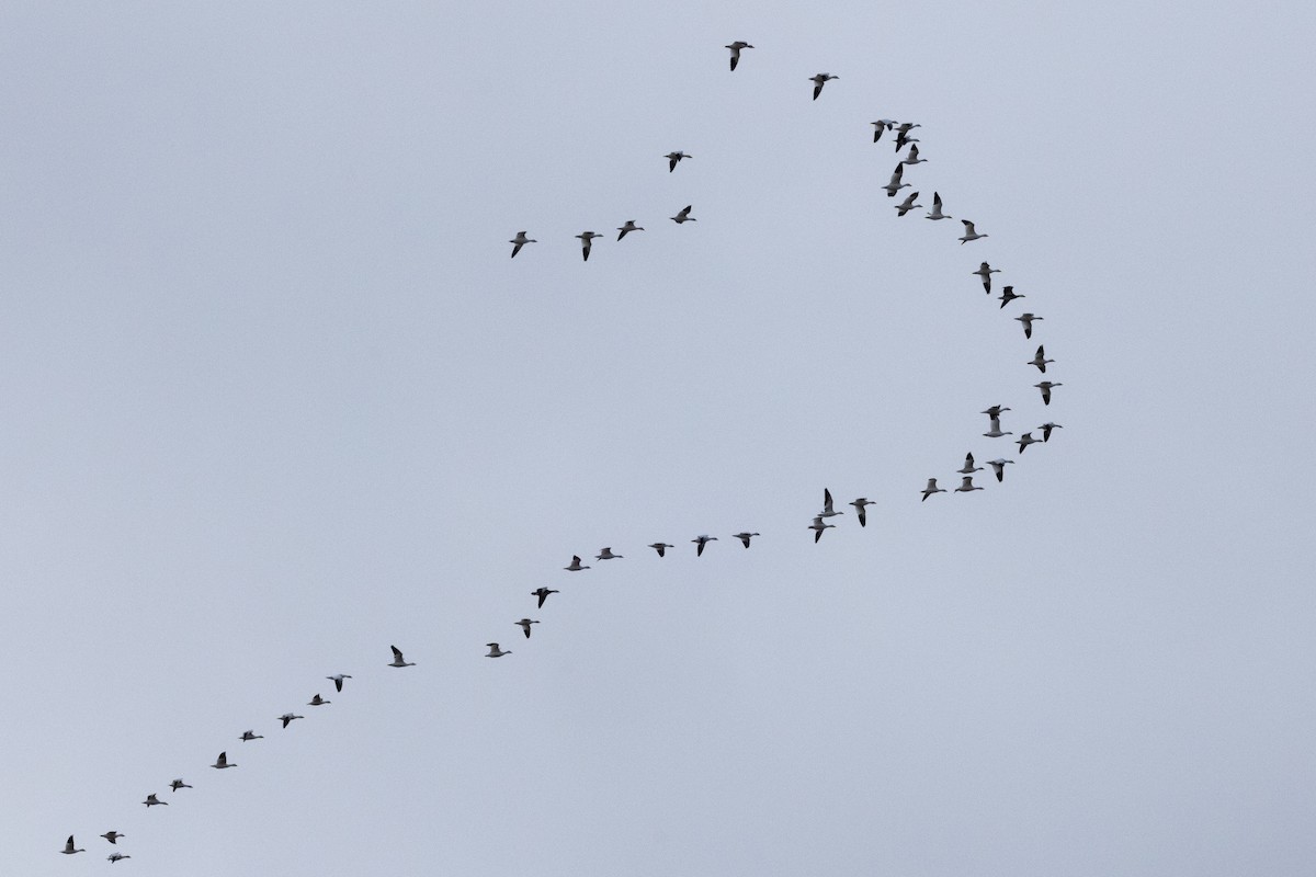 Snow Goose - ML646031420