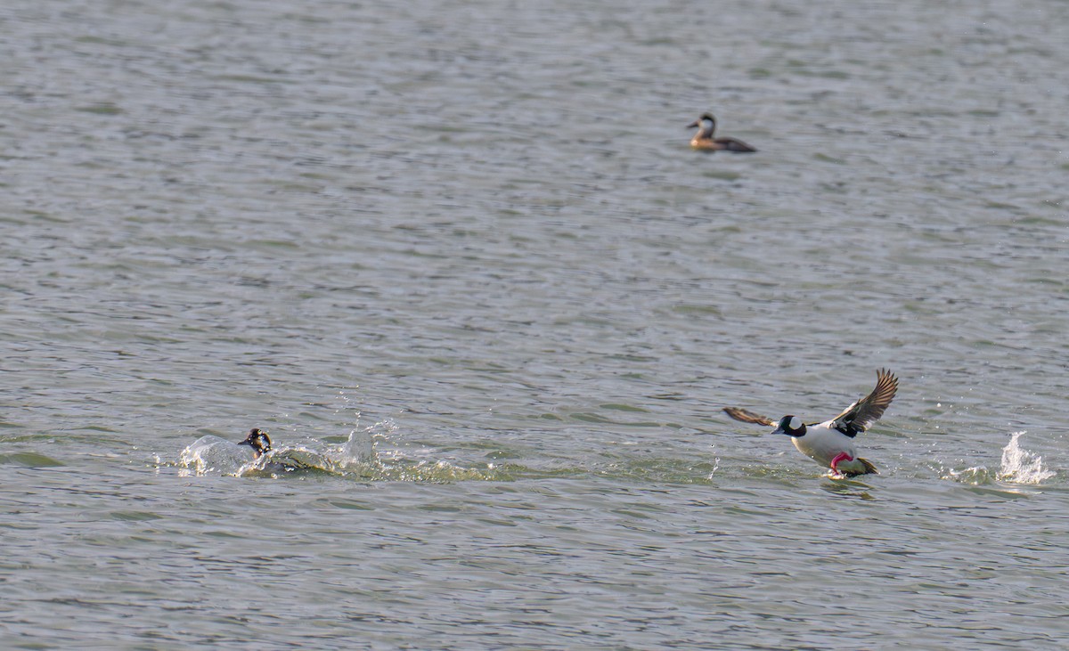 Bufflehead - ML646031421
