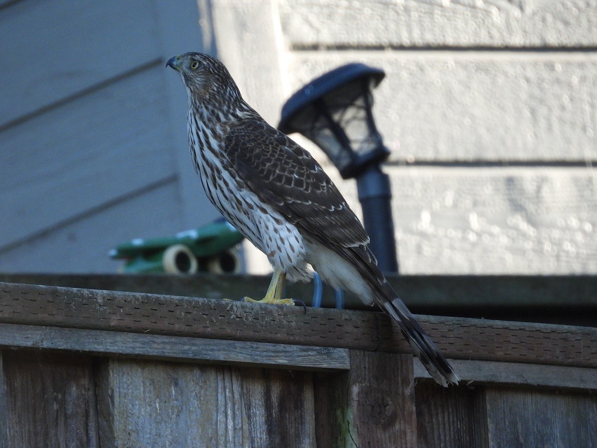 Cooper's Hawk - ML646031422