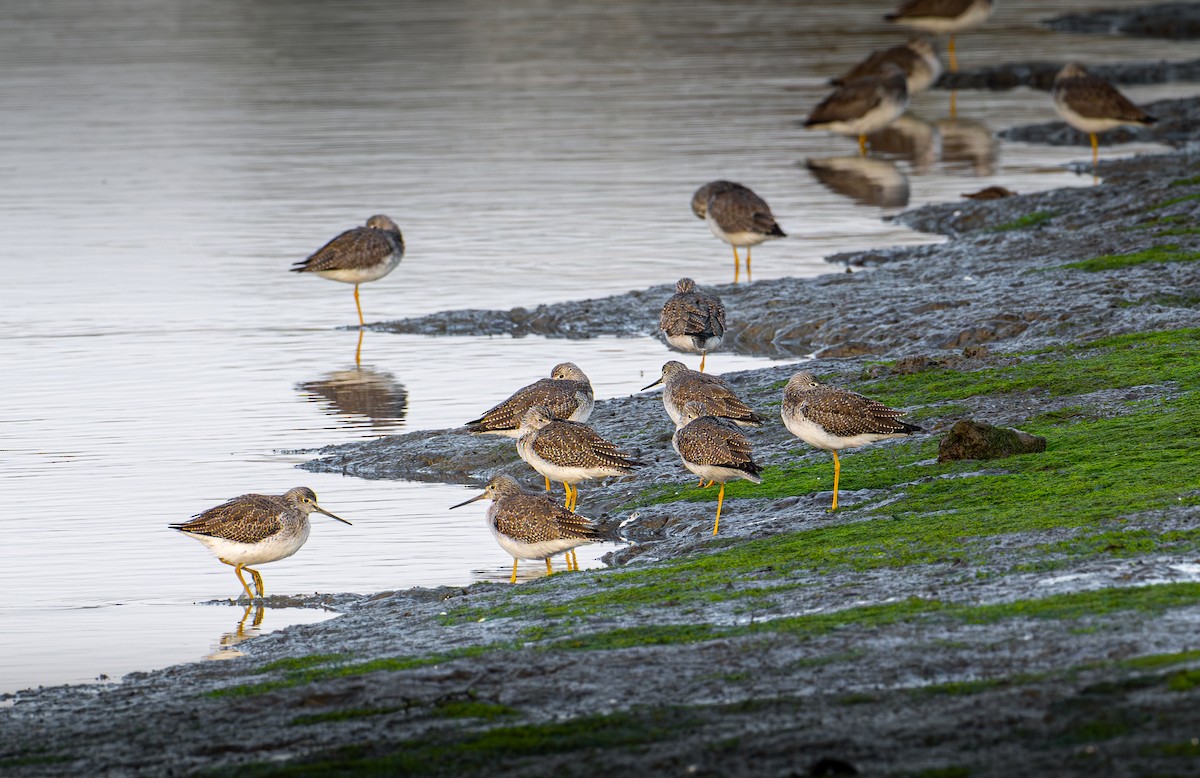 Greater Yellowlegs - ML646031425